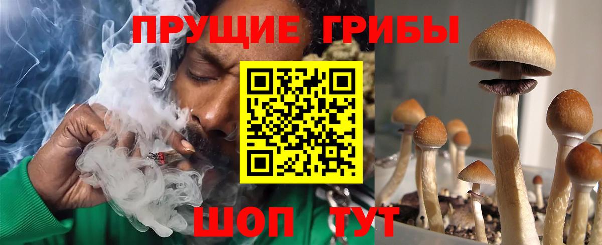 Галлюциногенные грибы Psilocybe Знаменск